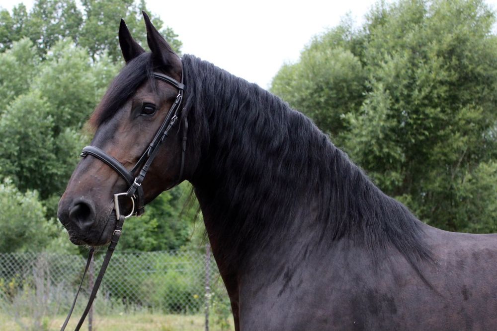 Raven klacz SP 11 lat