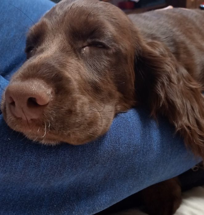 Кокер-спаниель вязка, шукаємо дівчинку для шоколадного хлопчика