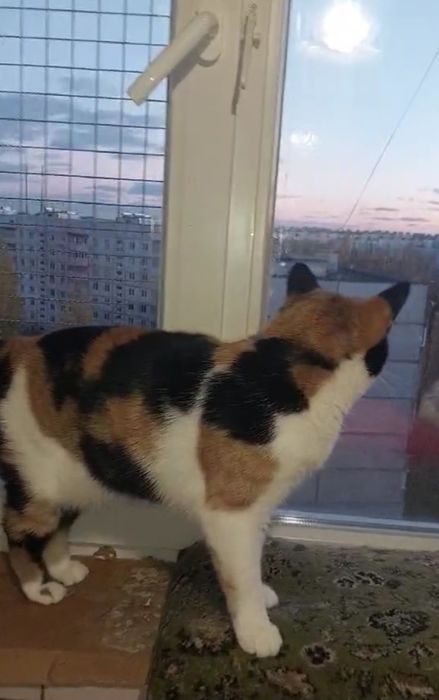 Отдам кошку трехцветку, стерилизована, 1,5 года
