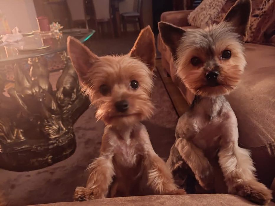 Yorkshire terrier miniatura