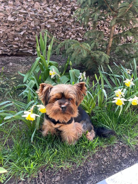 Йорчик шукає подружку