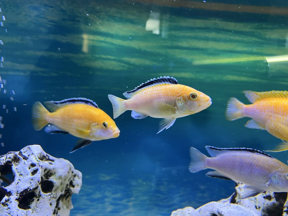 Цихліди Лабідохроміс "Єллоу", малаві