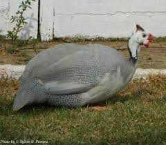 Vendo casais de Patacas.