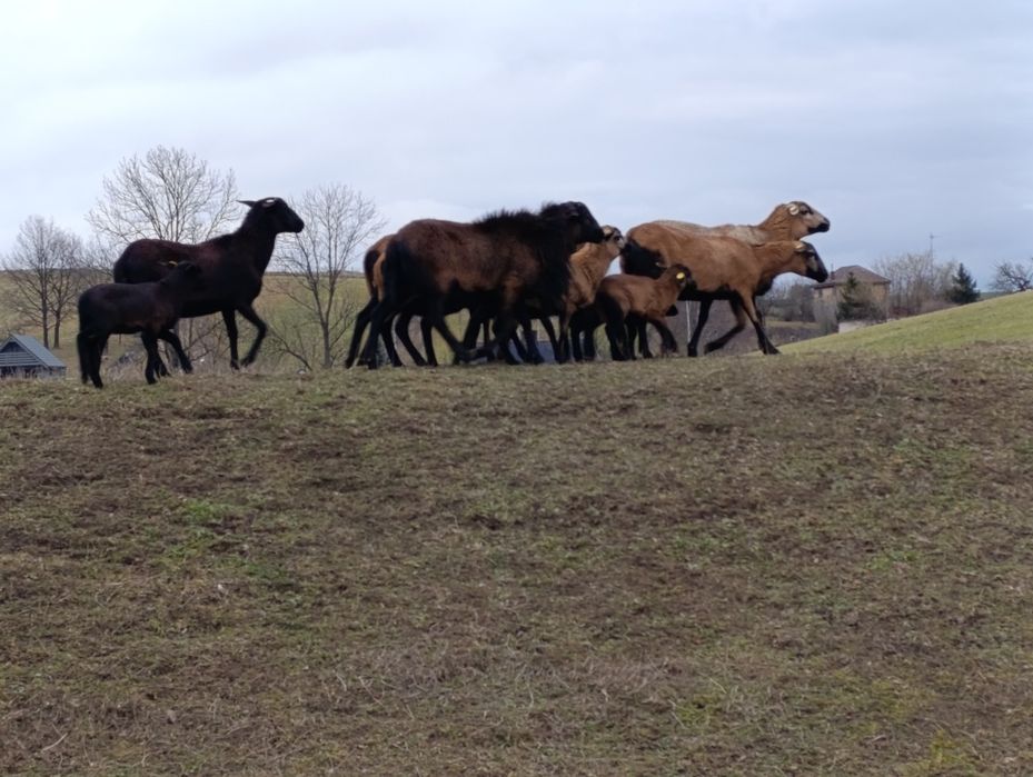 Sprzedam owce kameruńskie