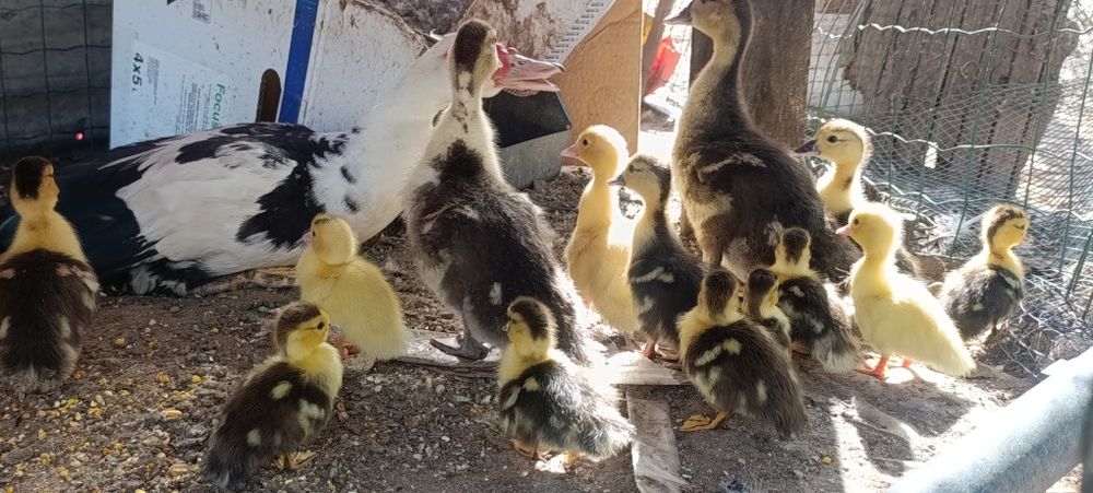 Vendo patos mudos