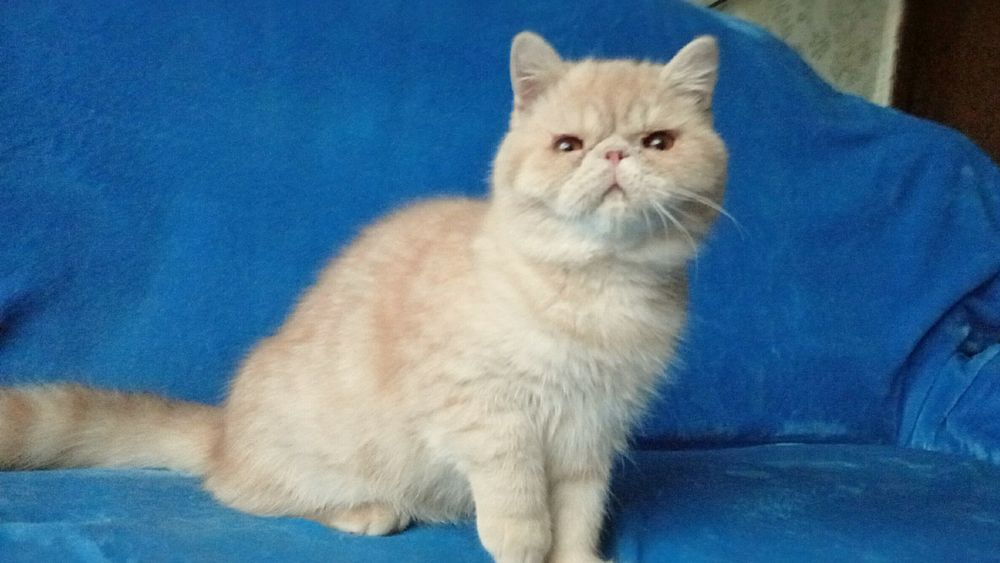 Подрощенный кремовый