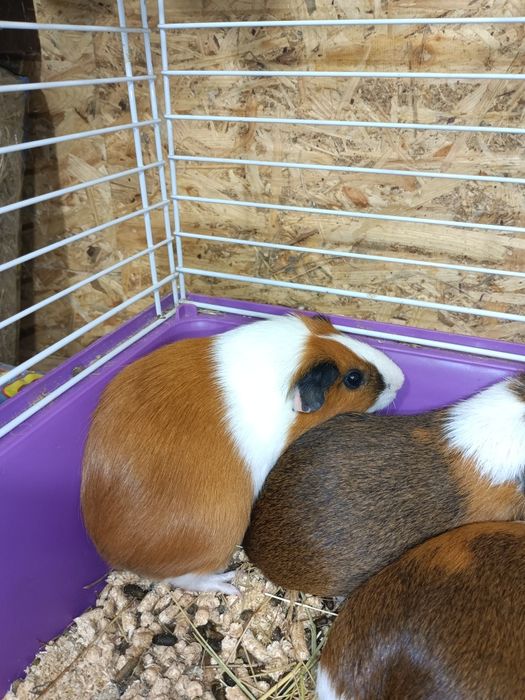 Морська свинка,морська свинка дівчинка,продається морська свинка дівч