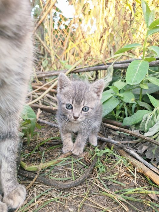 Продам милых котят