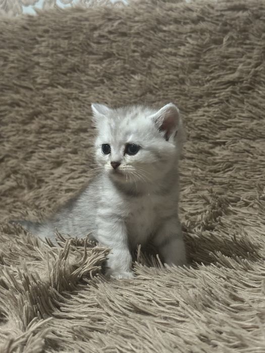 Кошеня шотландська