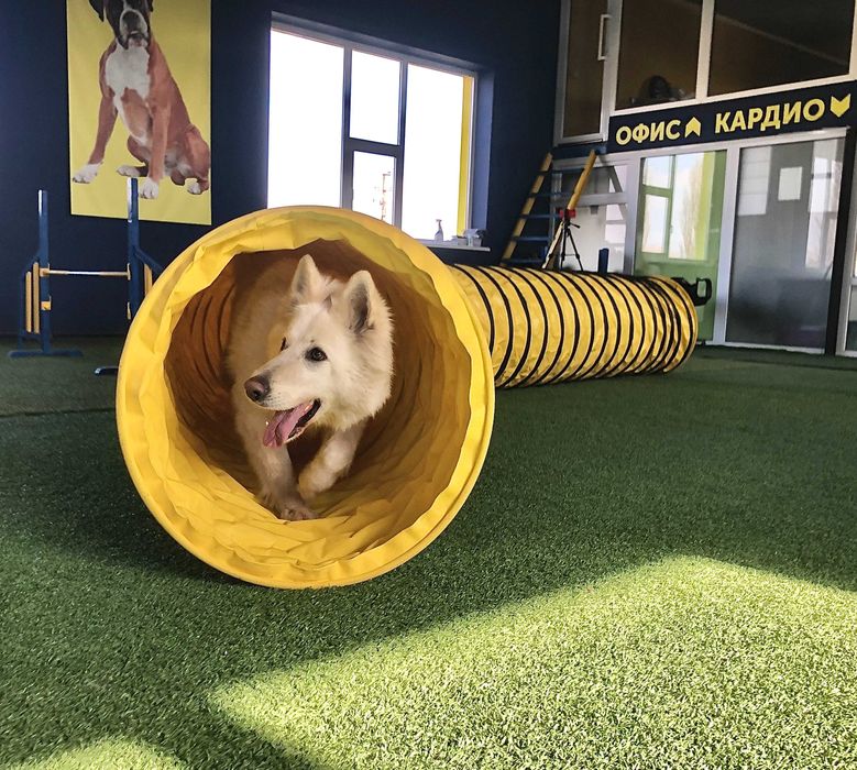 Школа Дресирування виховання Собак Одеса з проживанням