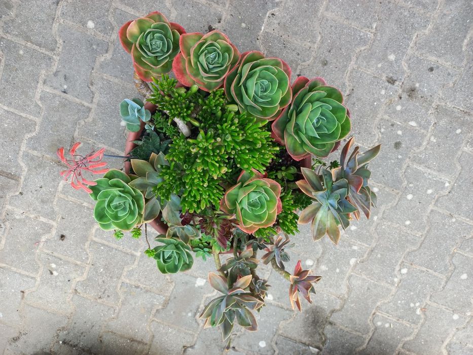 Suculentas Em Vaso Grande