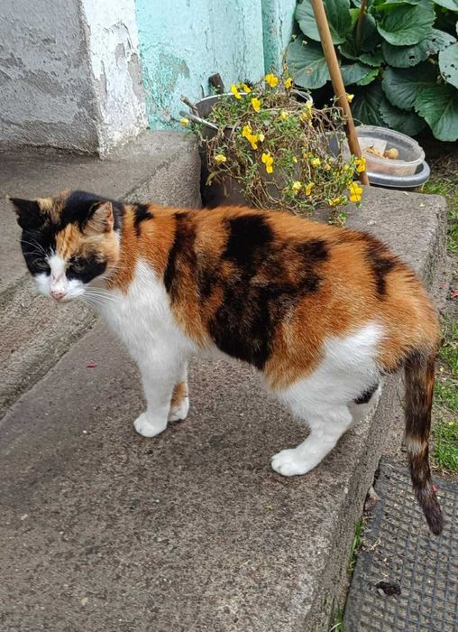 Turbo-słodziak kotka BOŻENKA szuka domu :)