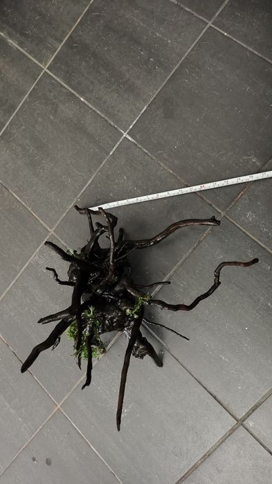 Tronco aquário com plantas
