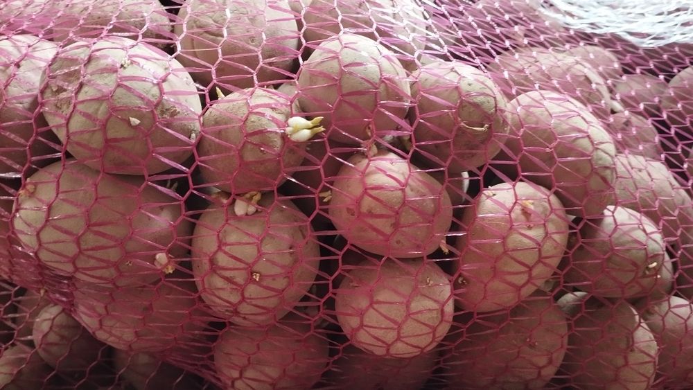 Ziemniaki wielkości sadzeniaka