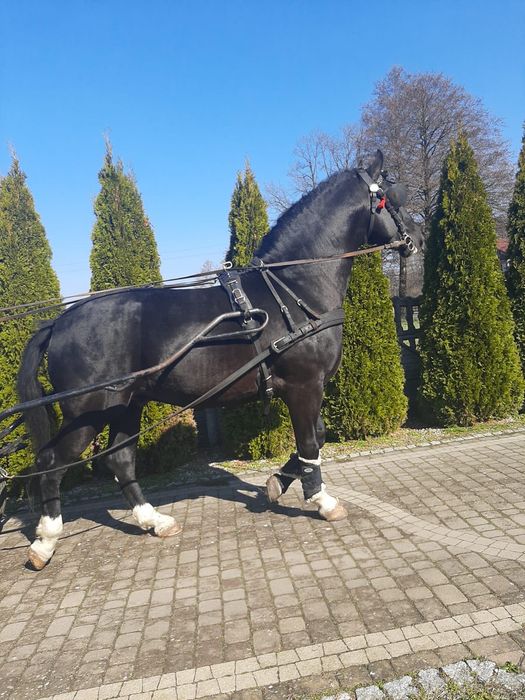 Stanówka 2026 ogier śląski