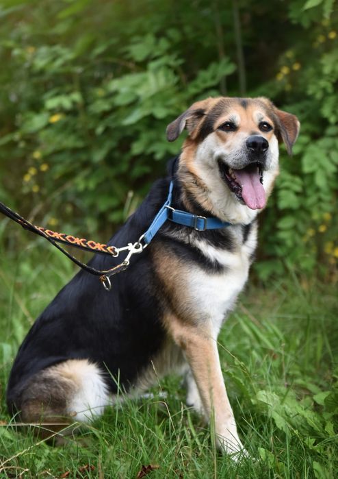 Duża i łagodna suczka do adopcji