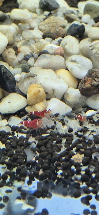 Krewetki Super cristal red neocaridina