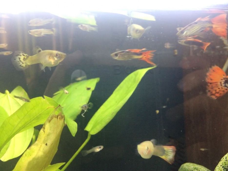 Guppies 1,25€ adultos varias cores