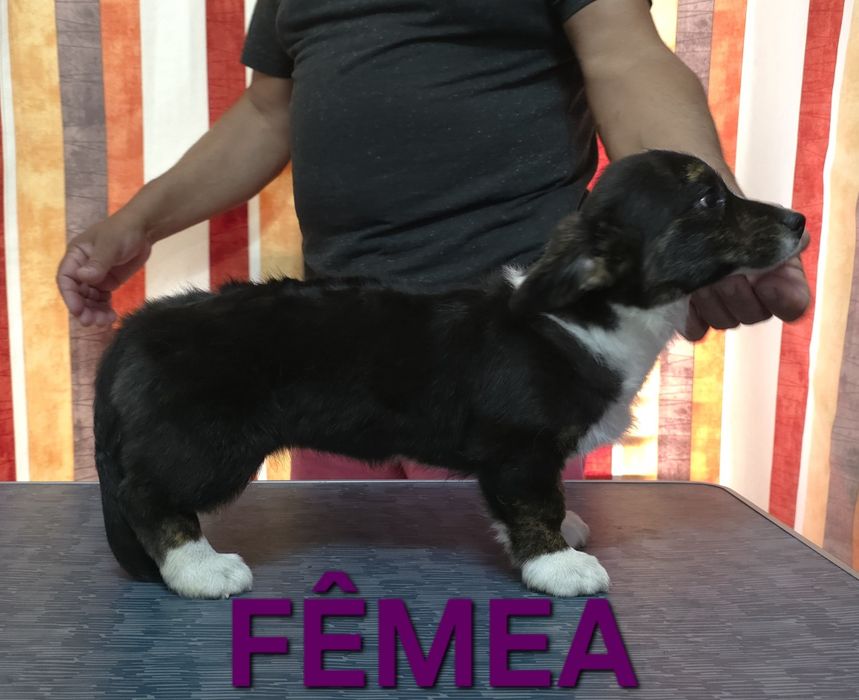 Welsh corgi cardigan oportunidade única