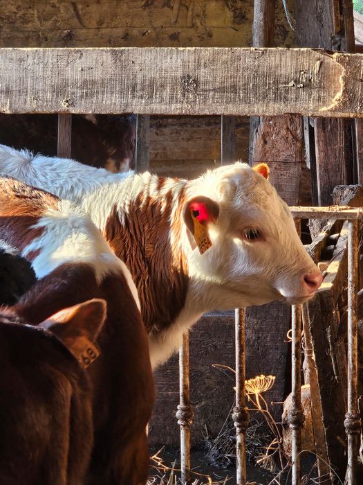 Vendo vitelos raça Frísia e cruzados