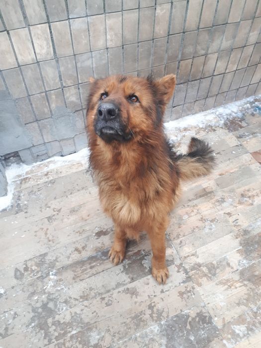 Німецька Вівчарка