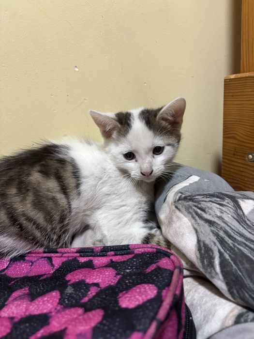 Koty do adopcji