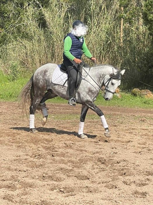 Cavalo Puro Sangue Lusitano