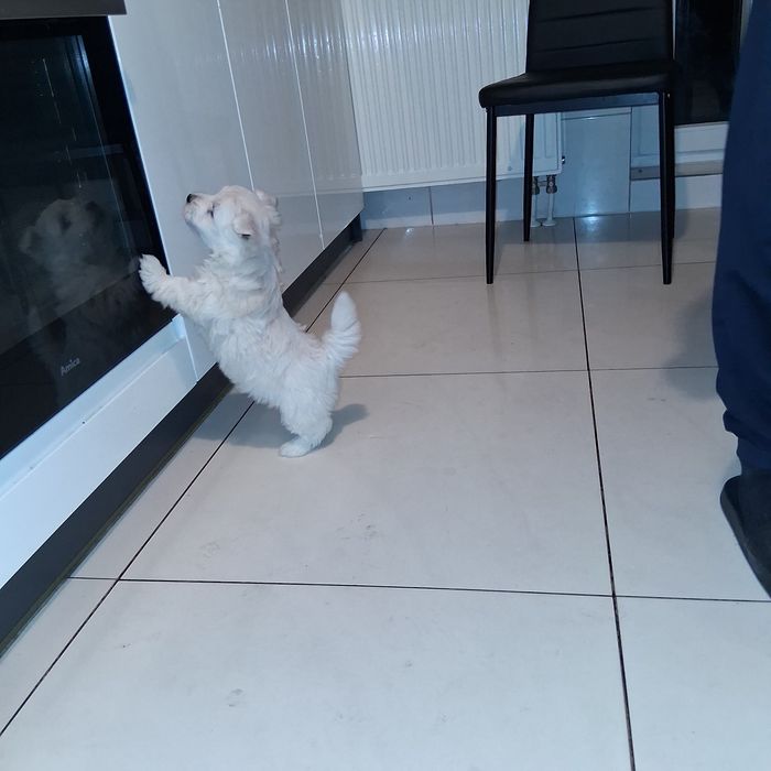 Śliczny Piesek  West