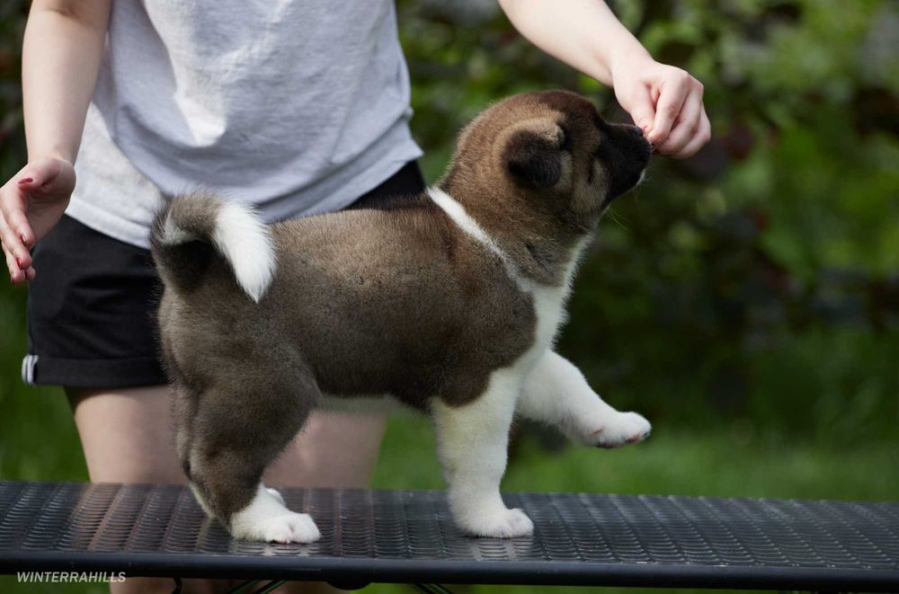 Найкращі цуценята Американської Акіти