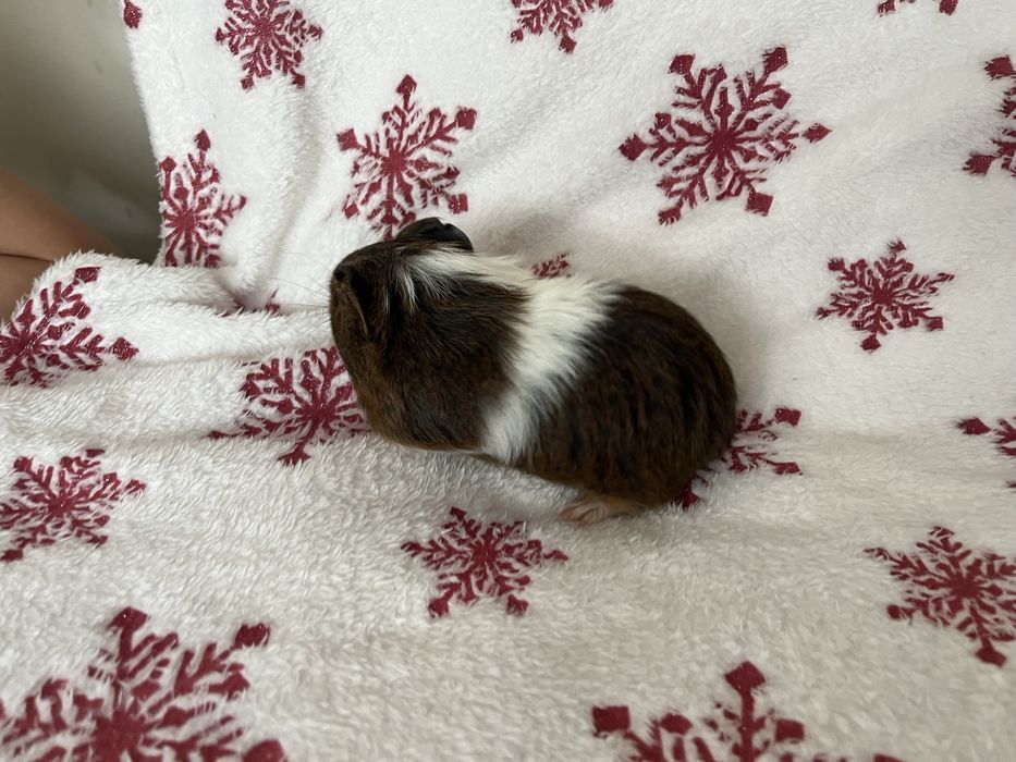 Oddam za darmo dwie seinki morskie samce