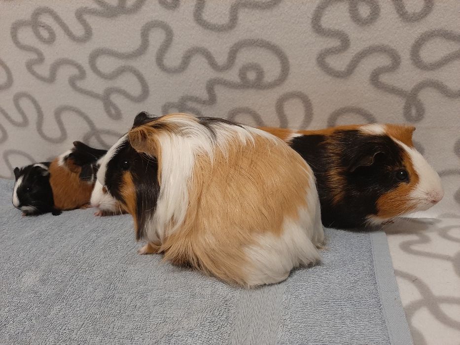 Морські свинки - антидепресантики)