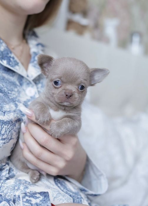 Chihuahua chłopak fci