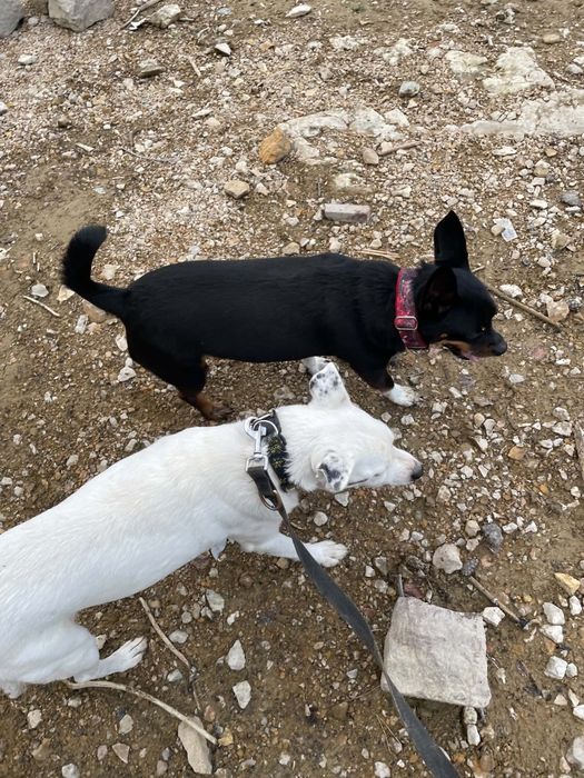 Kokos do adopcji