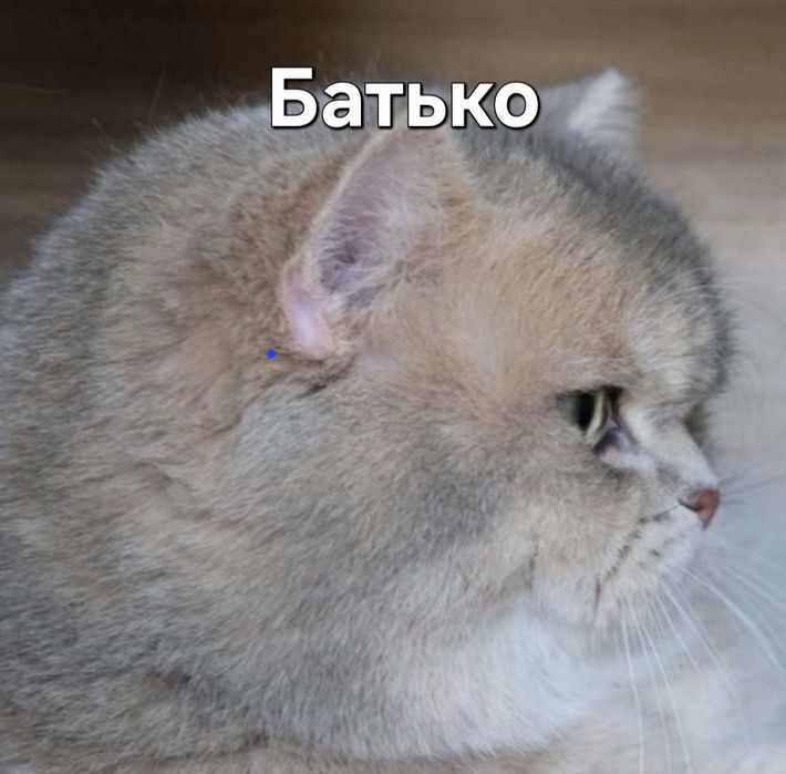 Кошеня золота шиншилла Бронювання