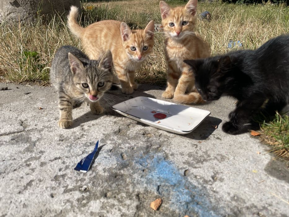 Kot i kotki do adopcji
