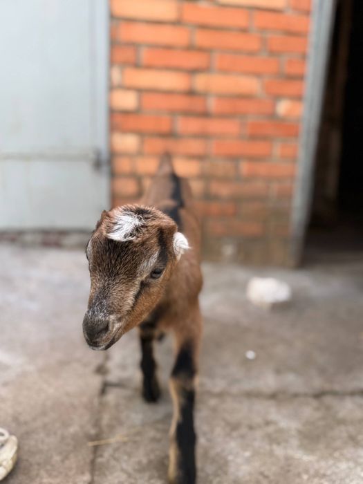 Козлики ламанча.