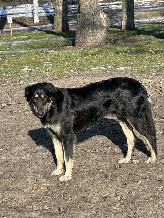 Шукає господяря