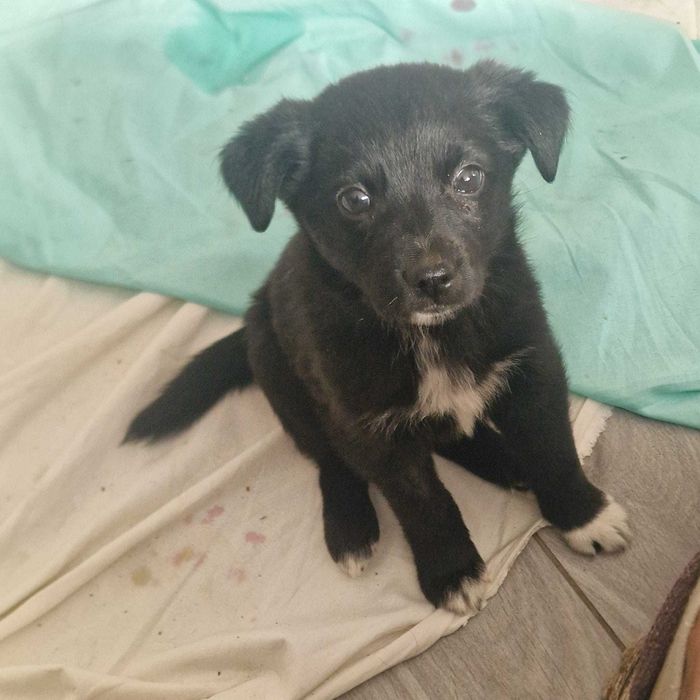 Szczeniaczki do adopcji