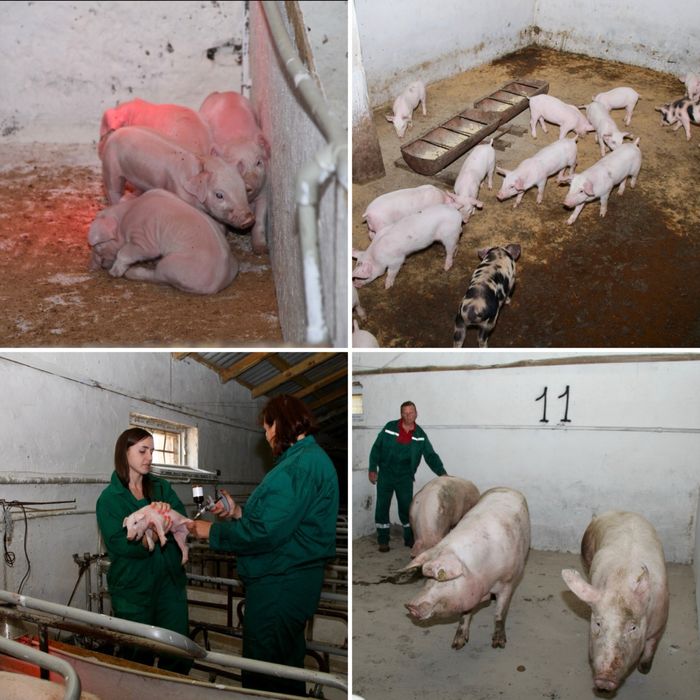 Свиноферма