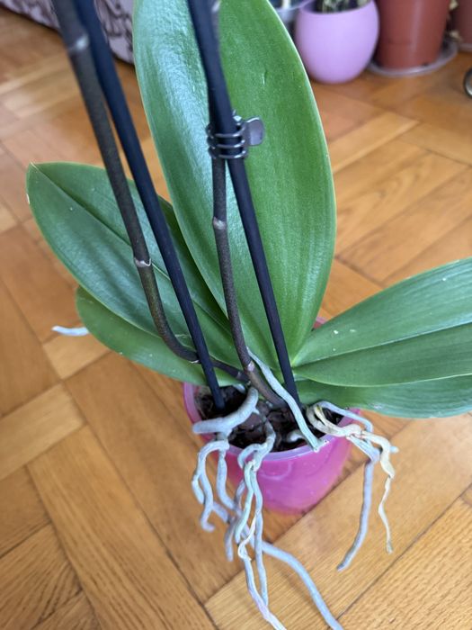 Орхідея Каділак метелик