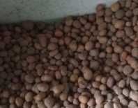 Продам дрібну картоплю