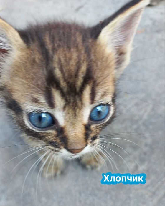 Кошенята, котики, котенята. Віддам в добрі руки.