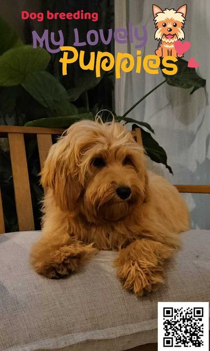 Cockapoo Cavapoo śliczny chłopiec Nugatt