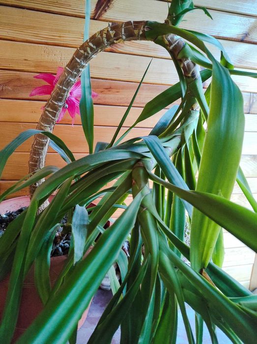 Пальма Юка кімнатна рослина