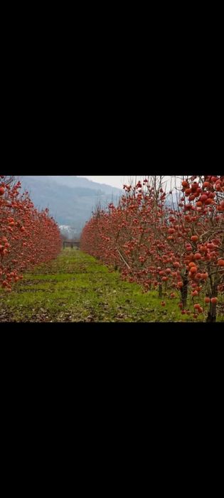 Сажпнці Хурми Сажанці Черешні