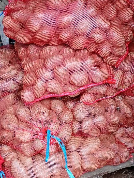 Batatas boas em estado boas