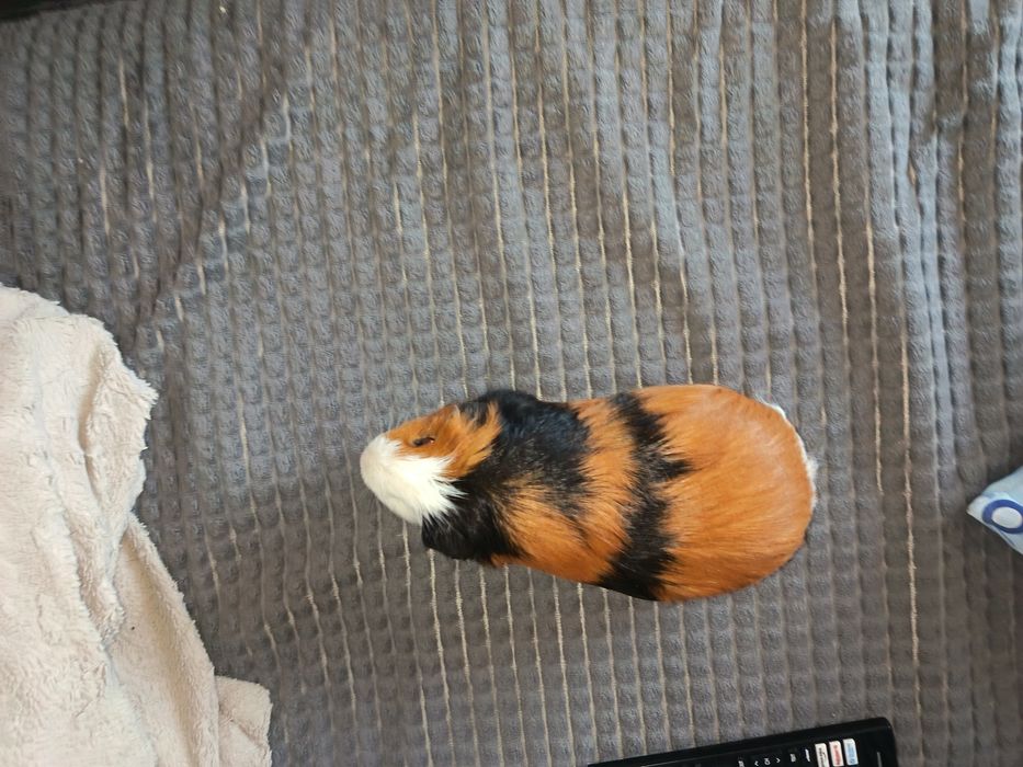 Oddamy świnkę  morska