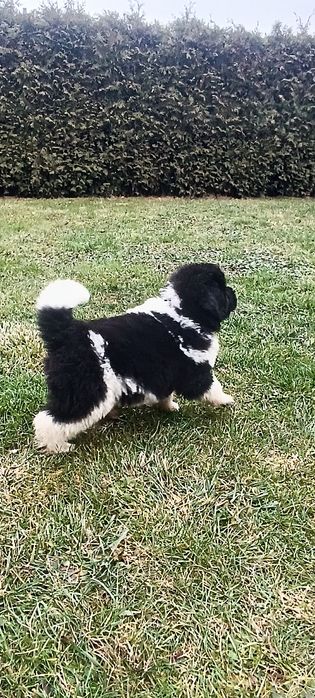 Nowofundland szczenię ZKwP/FCI