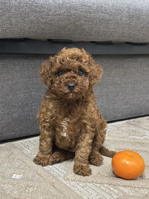 Той пудель ред браун