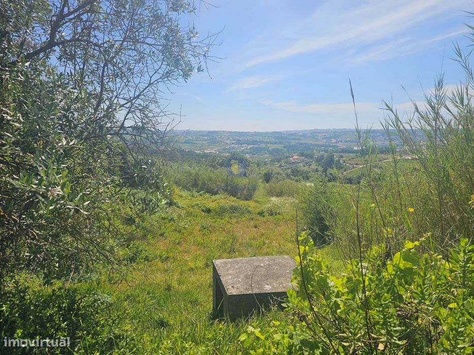 Conjunto de 7 Terrenos entre Alcobaça e Aljubarrota